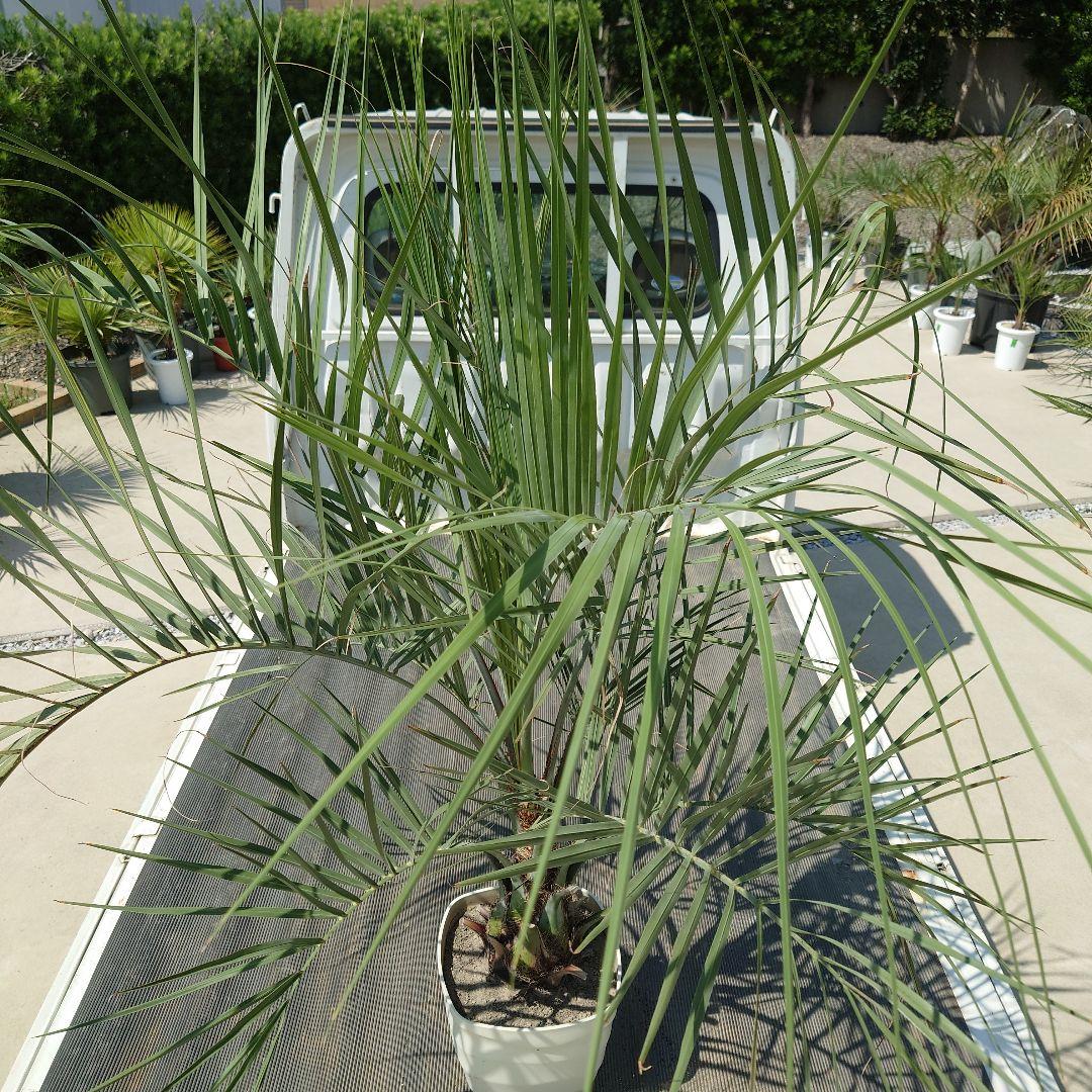 ココスヤシ《H＝約1.55m・8号》177