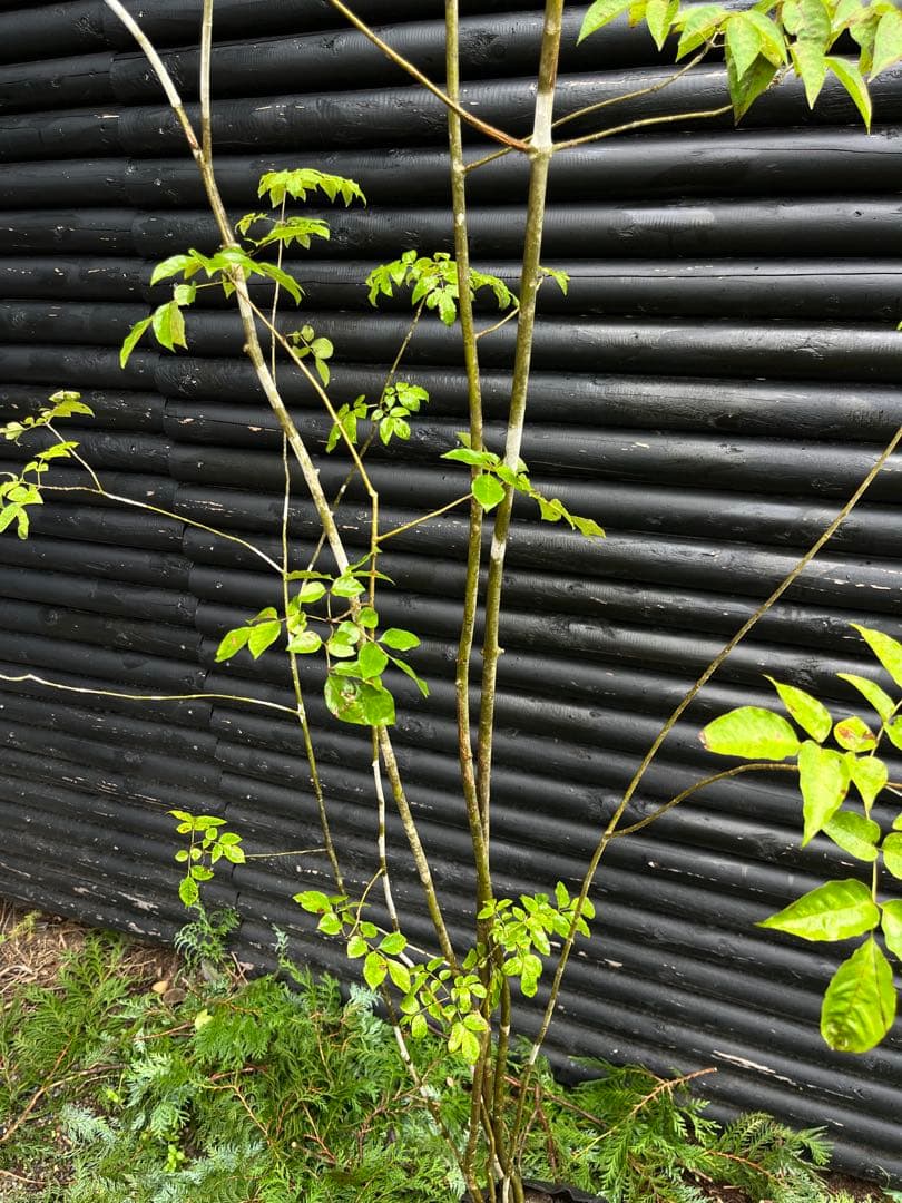 山採り天然　アオダモ　６本株立　50