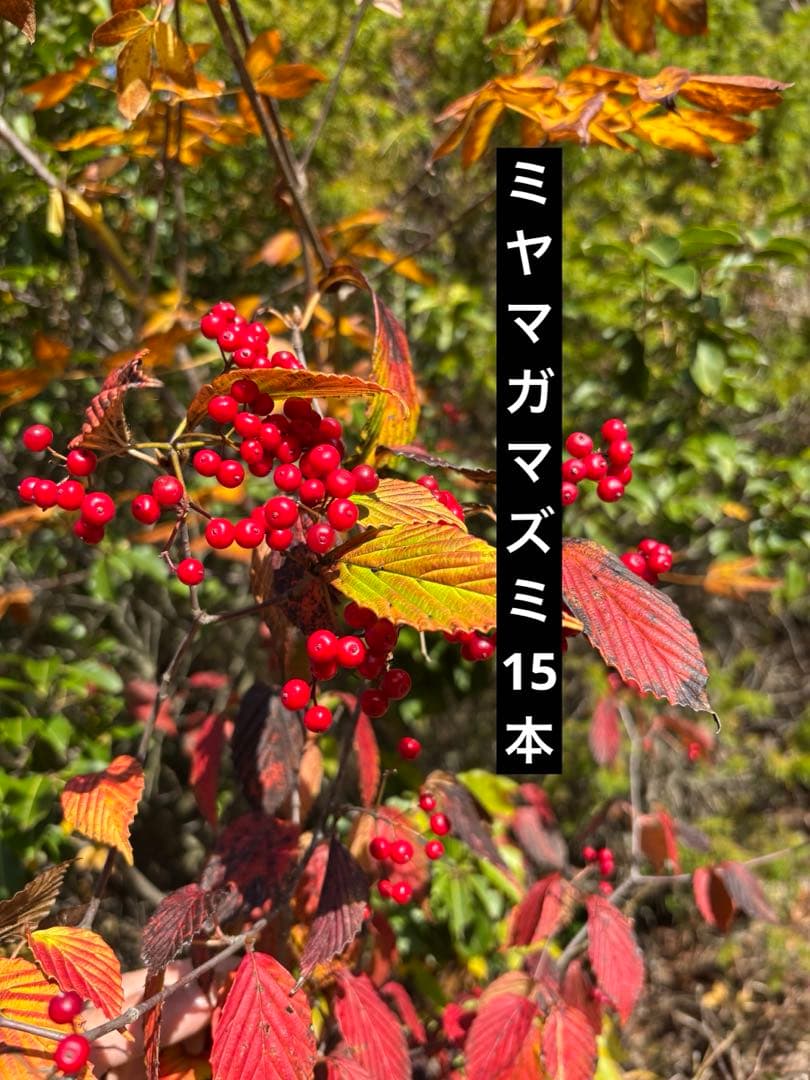 ミヤマガマズミ　ガマズミ