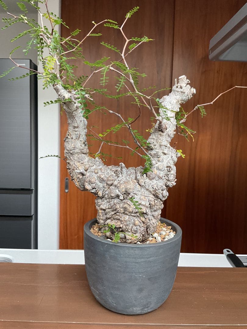 オペルクリカリアパキプス　パキプス発根済　ボコ肌　イシツブテ型　みやび鉢