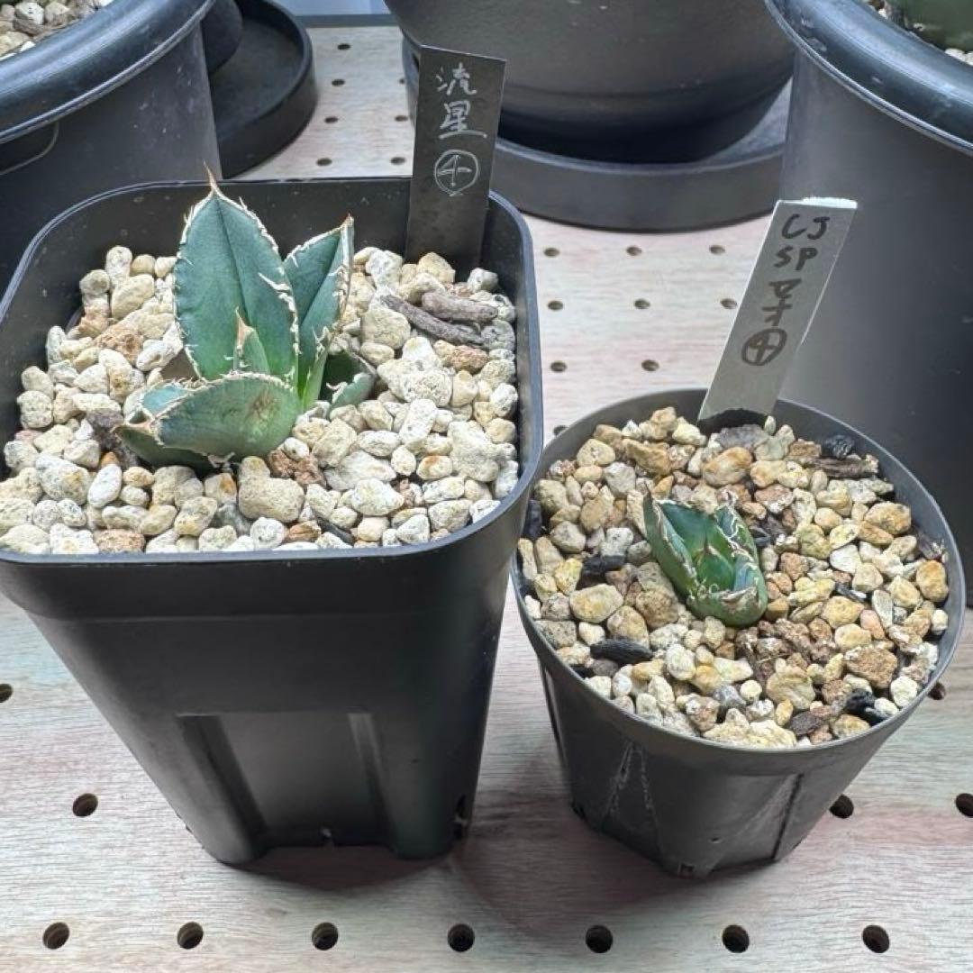 GT CJspecialセオ＆流星