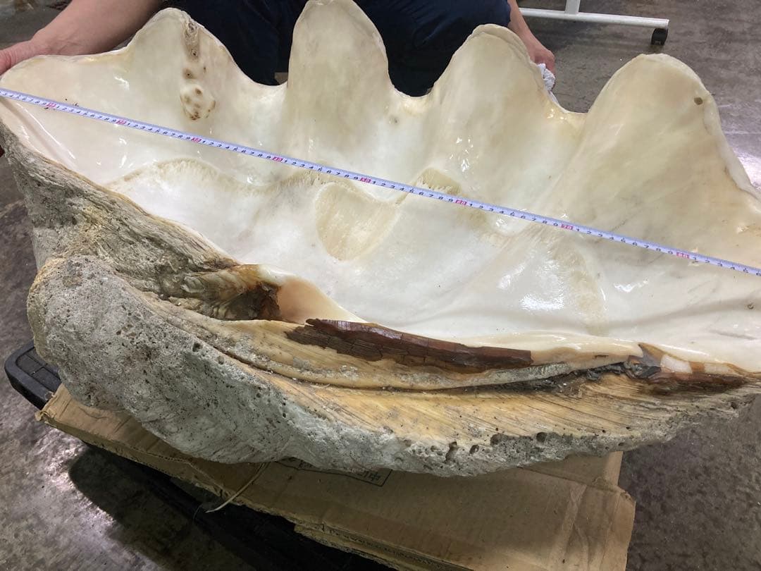 超希少　巨大シャコガイ