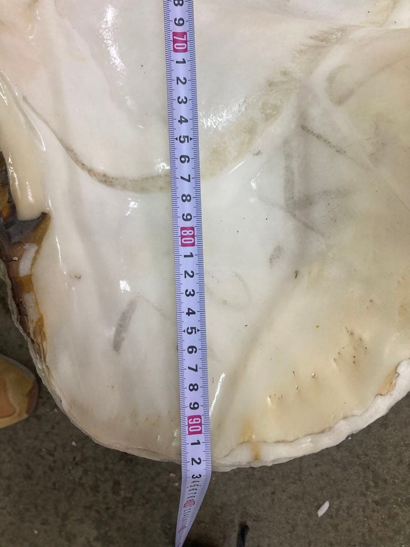 超希少　巨大シャコガイ