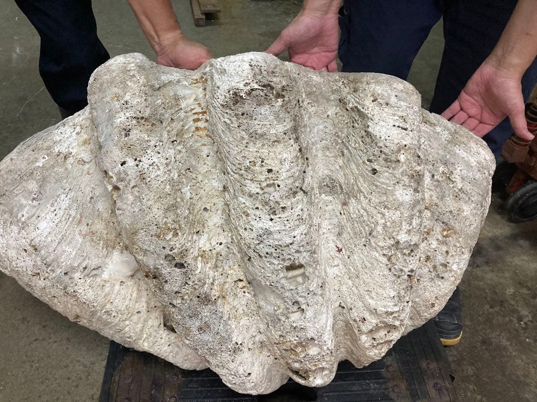 超希少　巨大シャコガイ