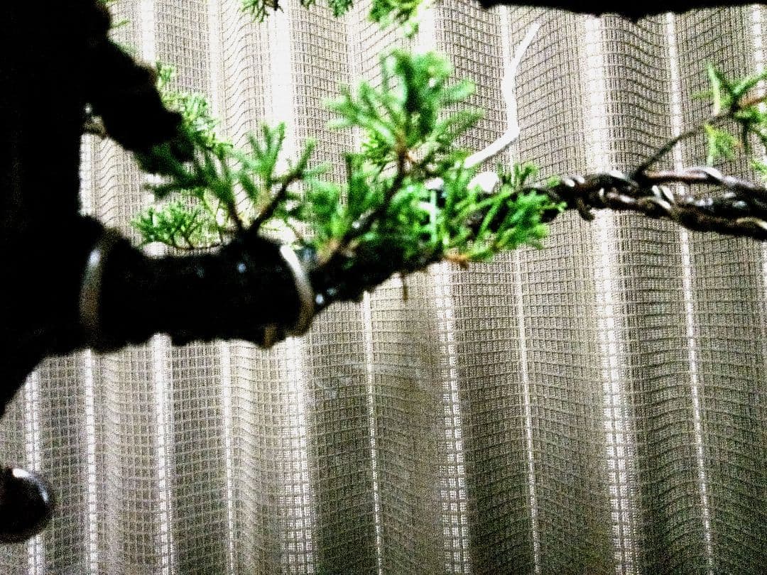 【大品　糸魚川真柏盆栽】　　　　　⭕ふく様、専用❗