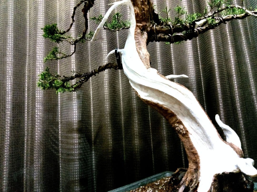 【大品　糸魚川真柏盆栽】　　　　　⭕ふく様、専用❗