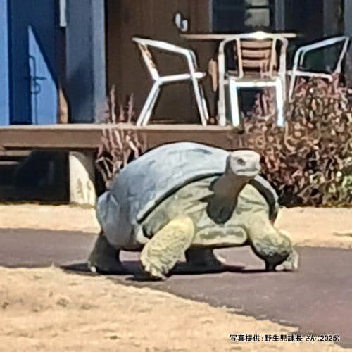 置物 縁起物 動物 ペット ガジェット BESS 亀