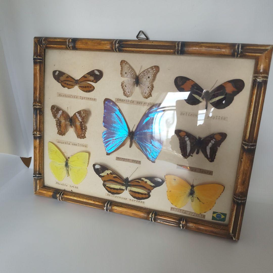 昆虫標本　蝶コレクション　イギリス　アンティーク