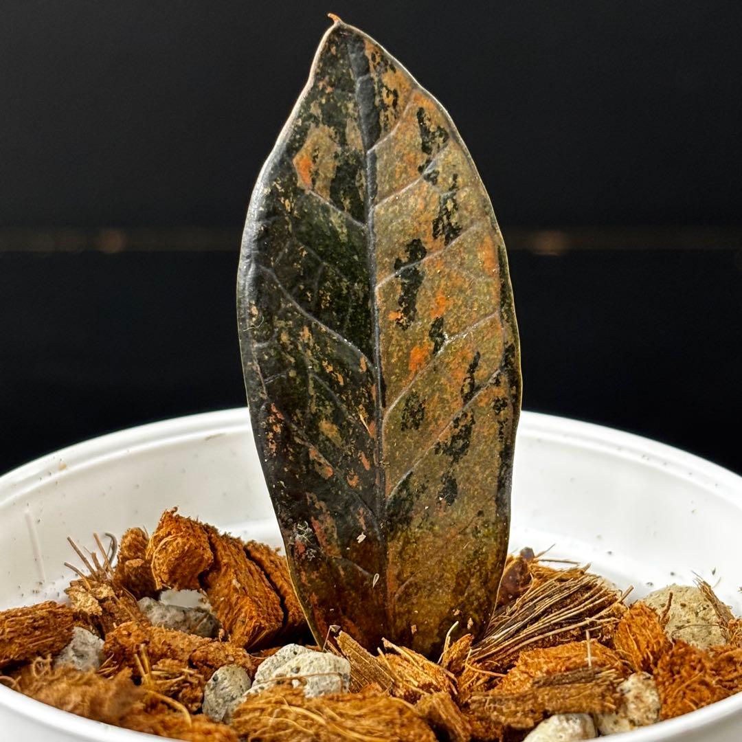 【1957117】ザミオクルカス ピンク斑入り