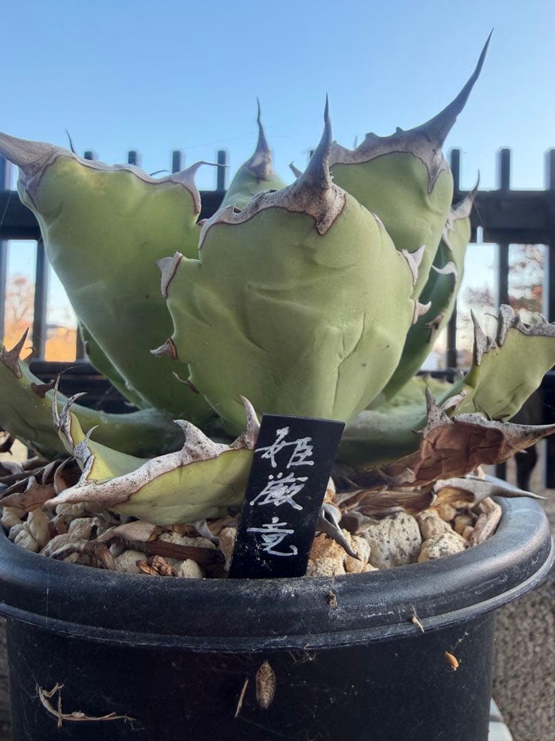 姫厳竜 観葉植物　アガベ　チタノタ　白鯨