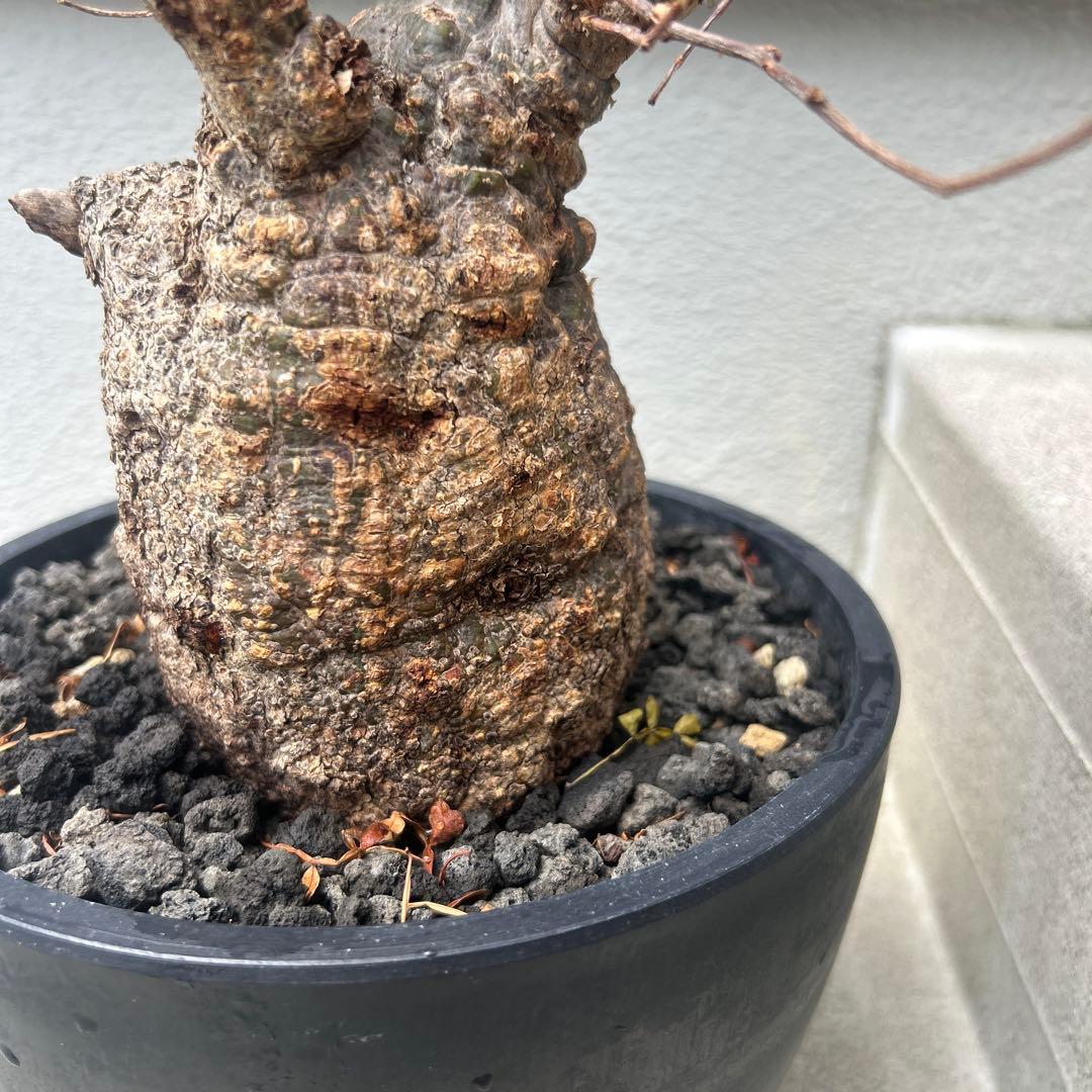 塊根植物 パキプス