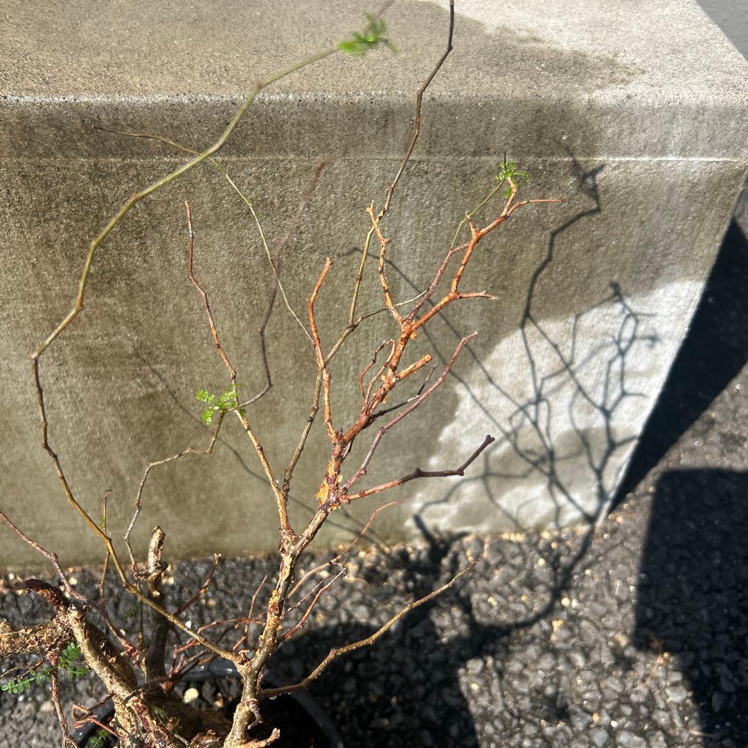 塊根植物 パキプス