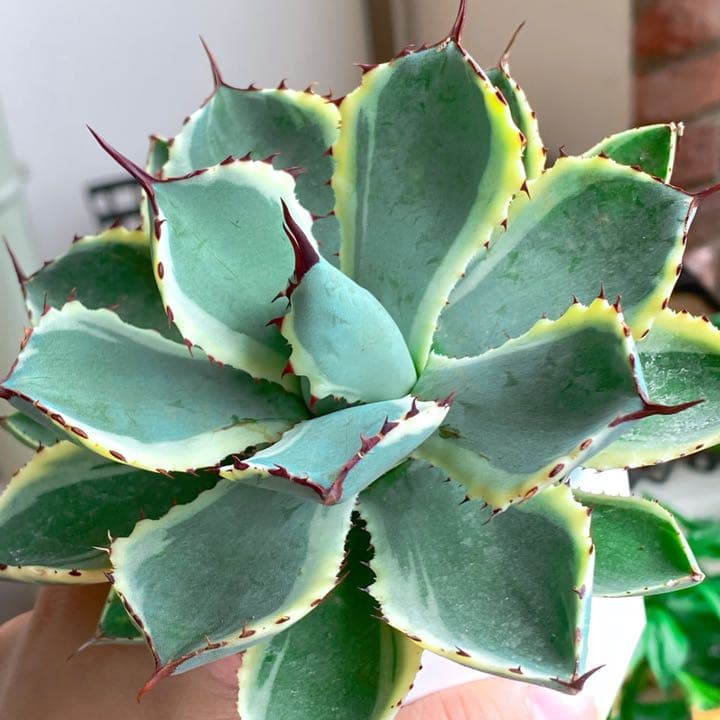 超美苗アガベ吉祥冠錦