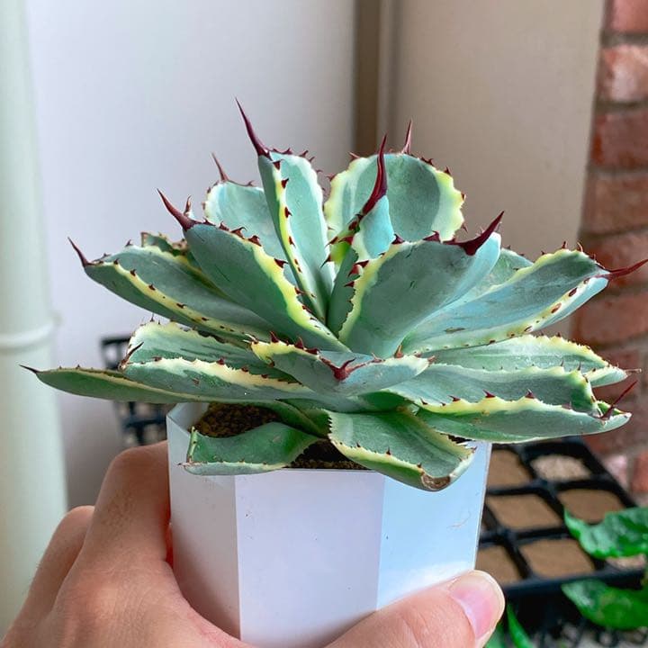 超美苗アガベ吉祥冠錦