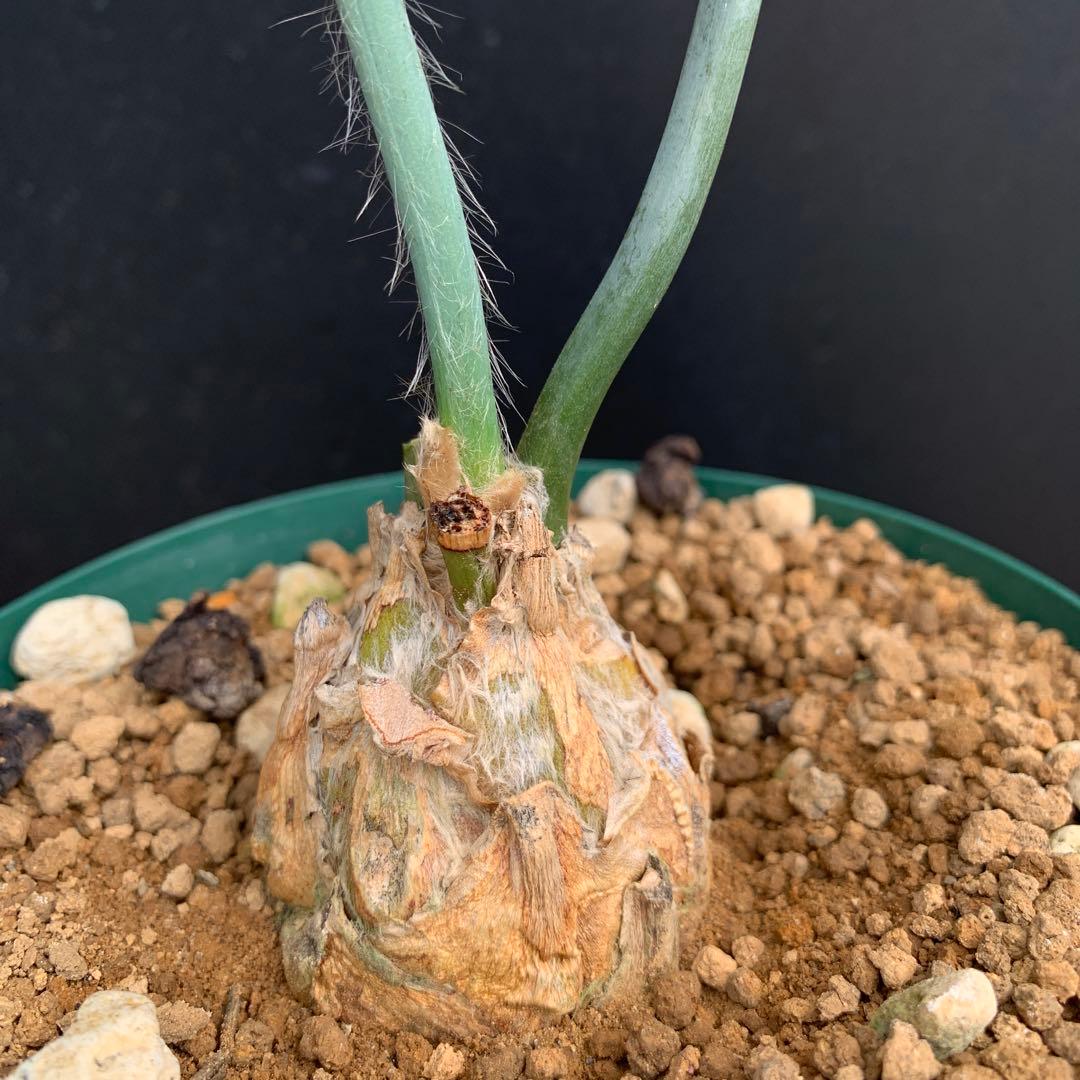 【南ア産・発根済】エンセファラルトス・ホリダス 強シルバーリーフ No3-52