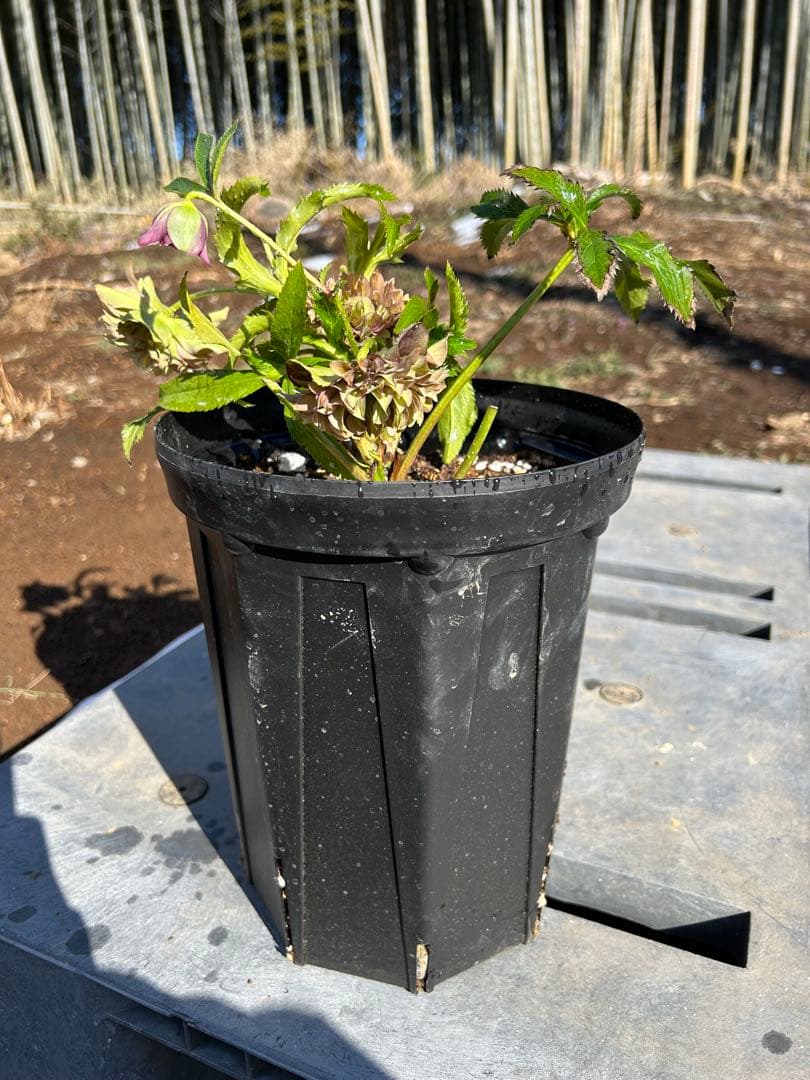 クリスマスローズ【広瀬園芸】クレオパトラ花終わり