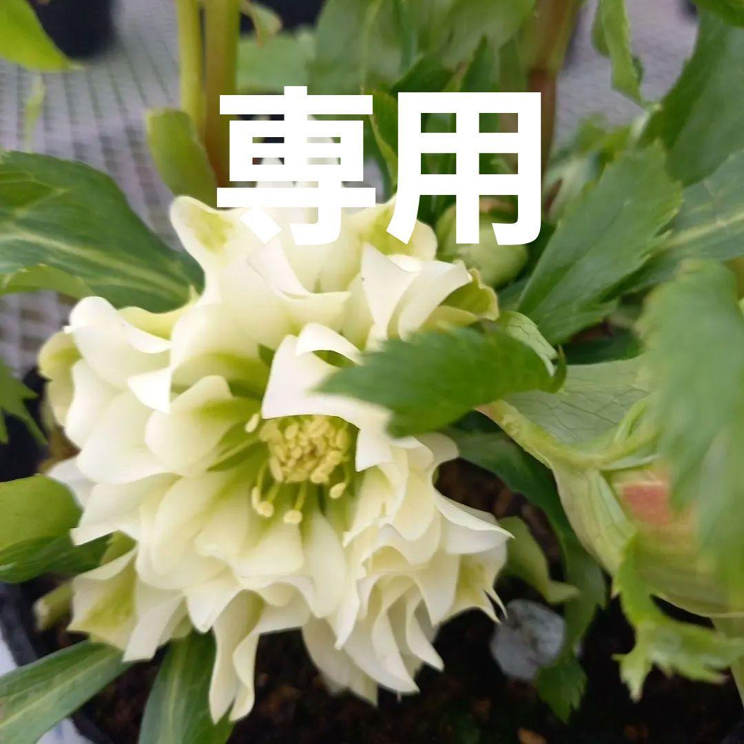 専用、個性的でワイルド♪クリスマスローズ、苗、開花株