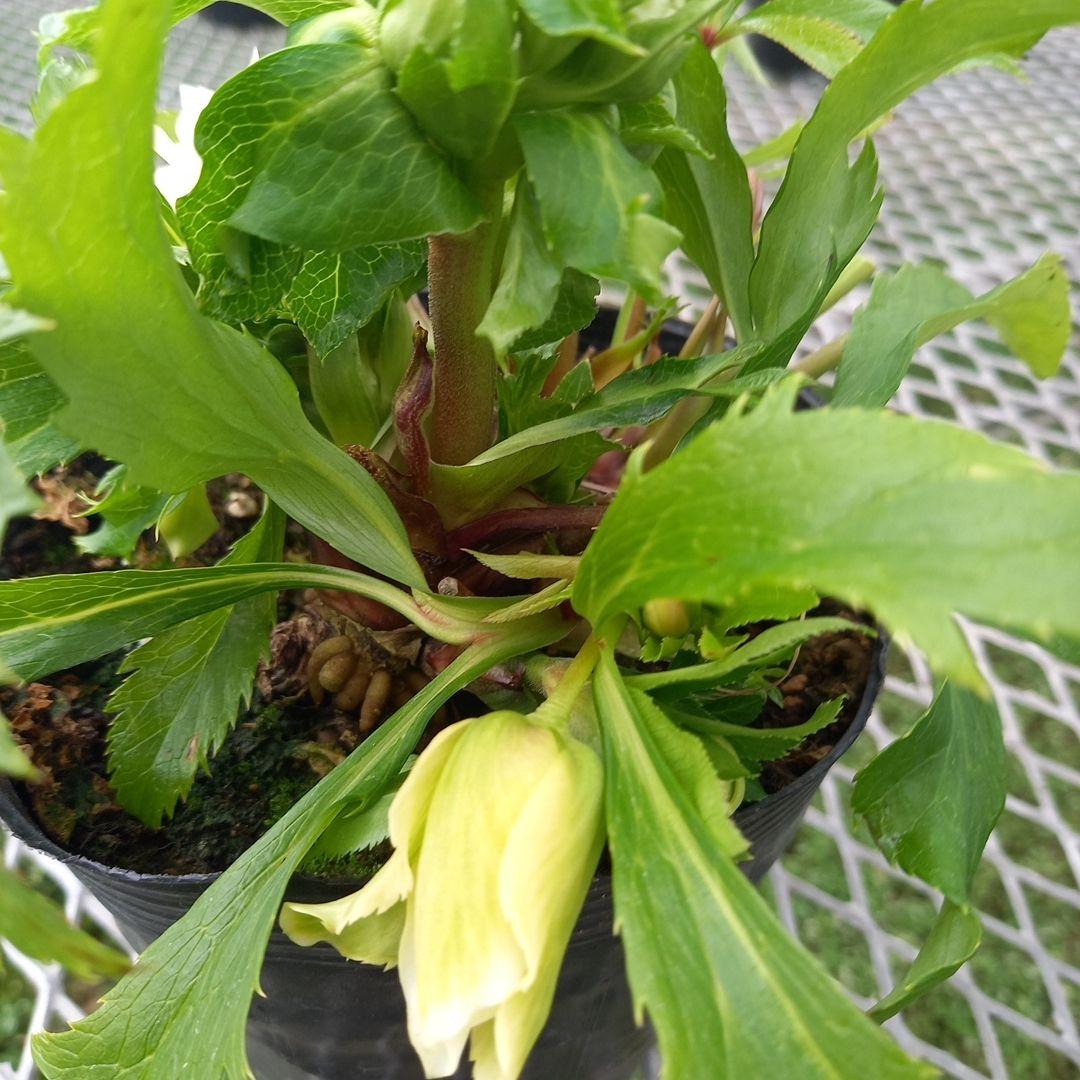 専用、個性的でワイルド♪クリスマスローズ、苗、開花株