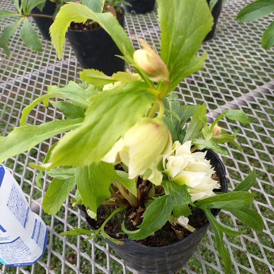 専用、個性的でワイルド♪クリスマスローズ、苗、開花株