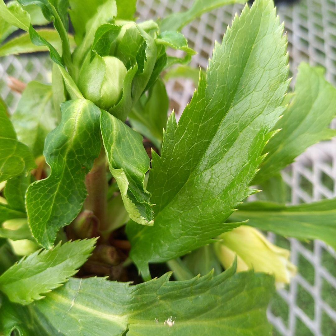 専用、個性的でワイルド♪クリスマスローズ、苗、開花株