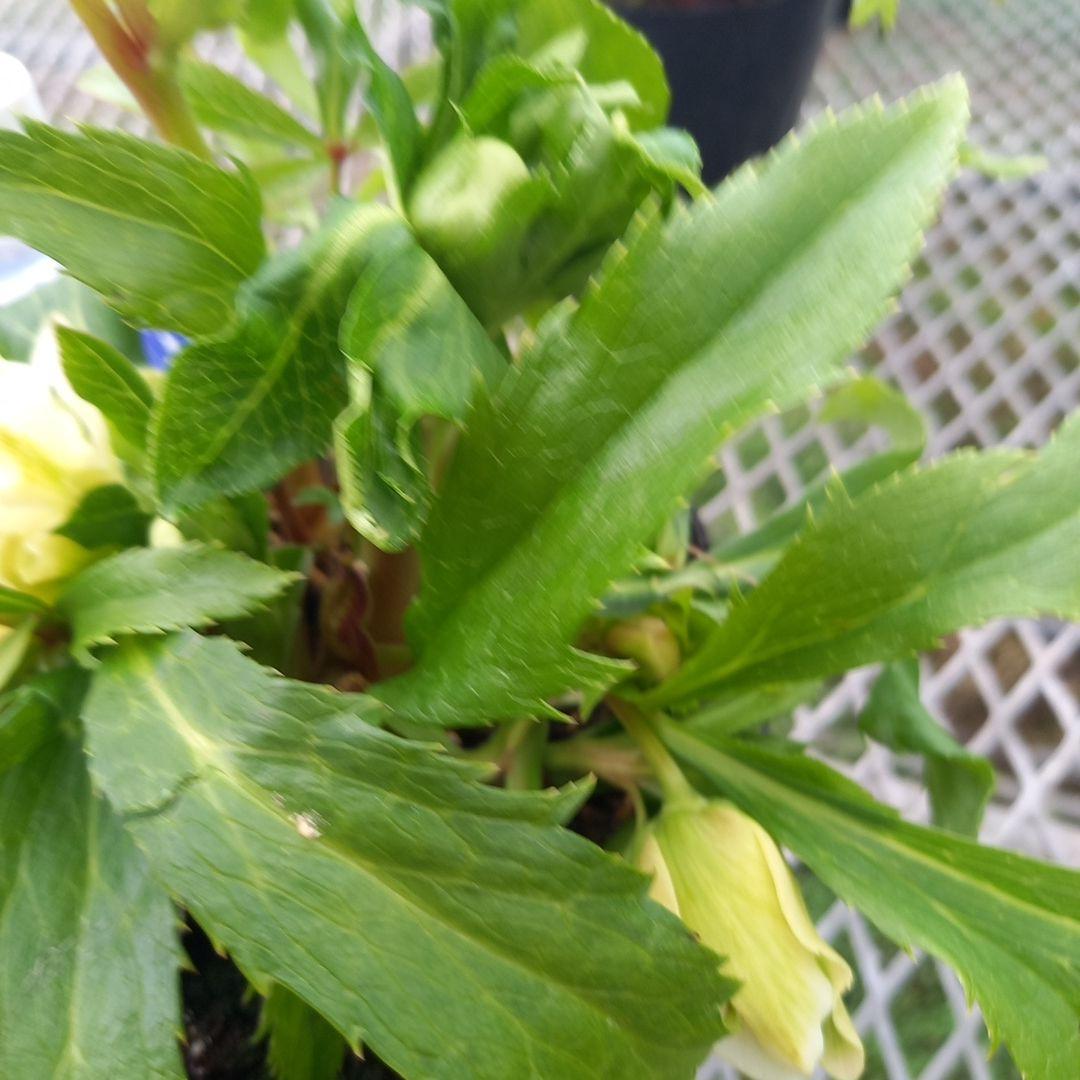 専用、個性的でワイルド♪クリスマスローズ、苗、開花株