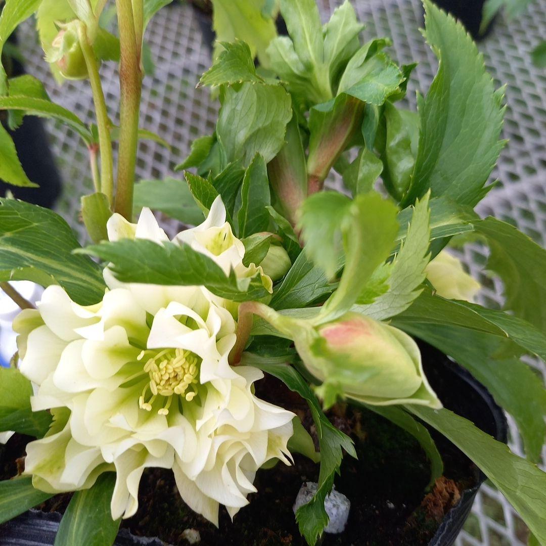 専用、個性的でワイルド♪クリスマスローズ、苗、開花株