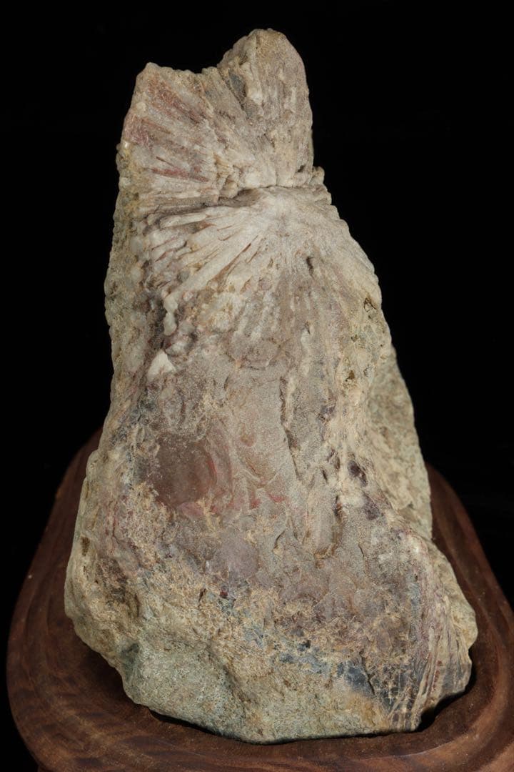 菊花石 紋石 一輪 台座付 1.4kg 鑑賞石 原石 自然石 盆石 飾石