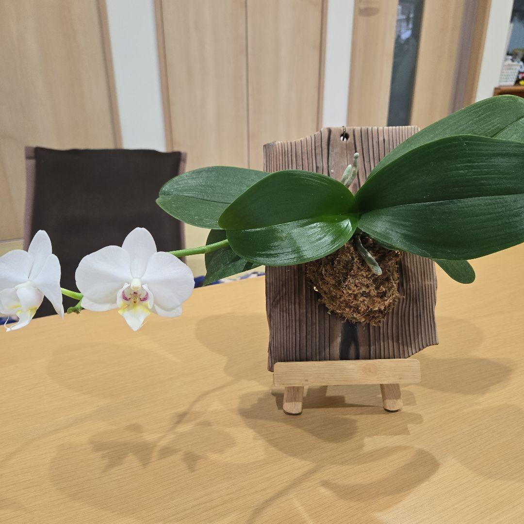 洋ラン、胡蝶蘭板付け