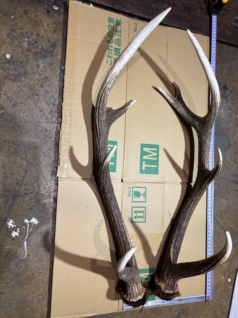 クラフト　鹿の角 エゾシカ 角 蝦夷鹿の角