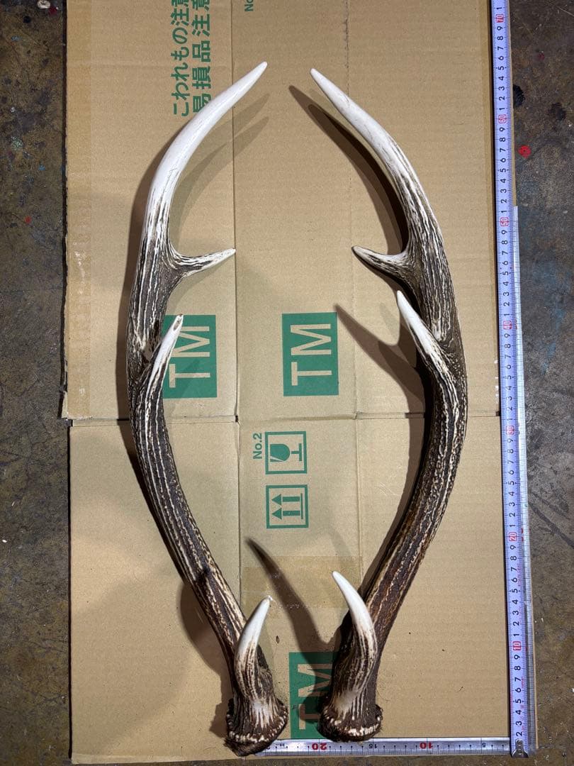 クラフト　鹿の角 エゾシカ 角 蝦夷鹿の角