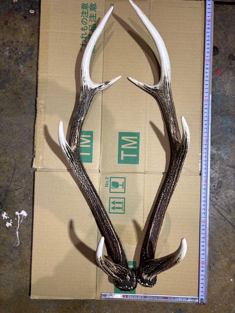 クラフト　鹿の角 エゾシカ 角 蝦夷鹿の角