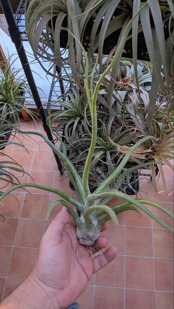 チランジア　REX