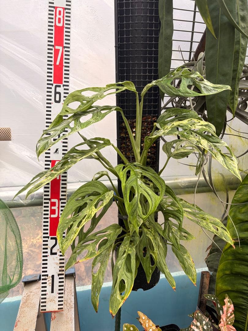 モンステラ アダンソニー 斑入り ミント