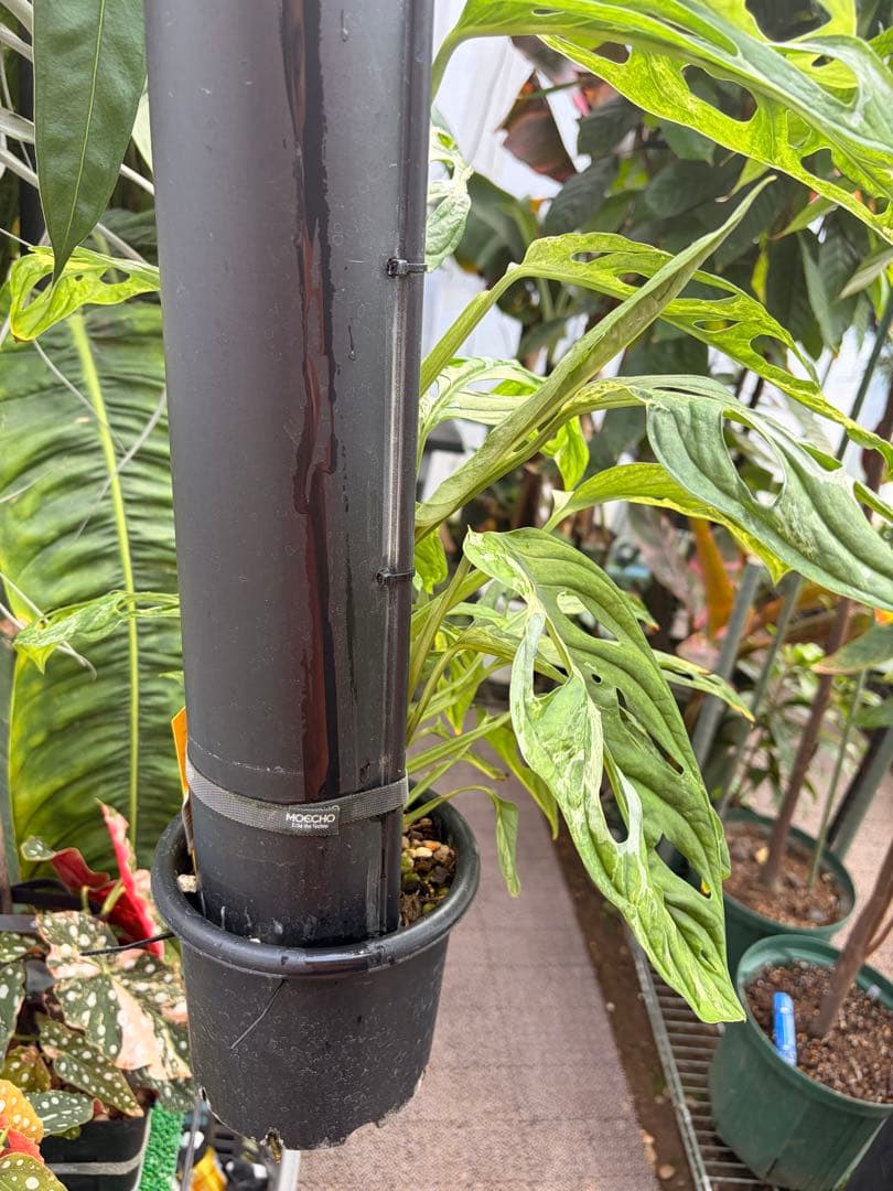 モンステラ アダンソニー 斑入り ミント