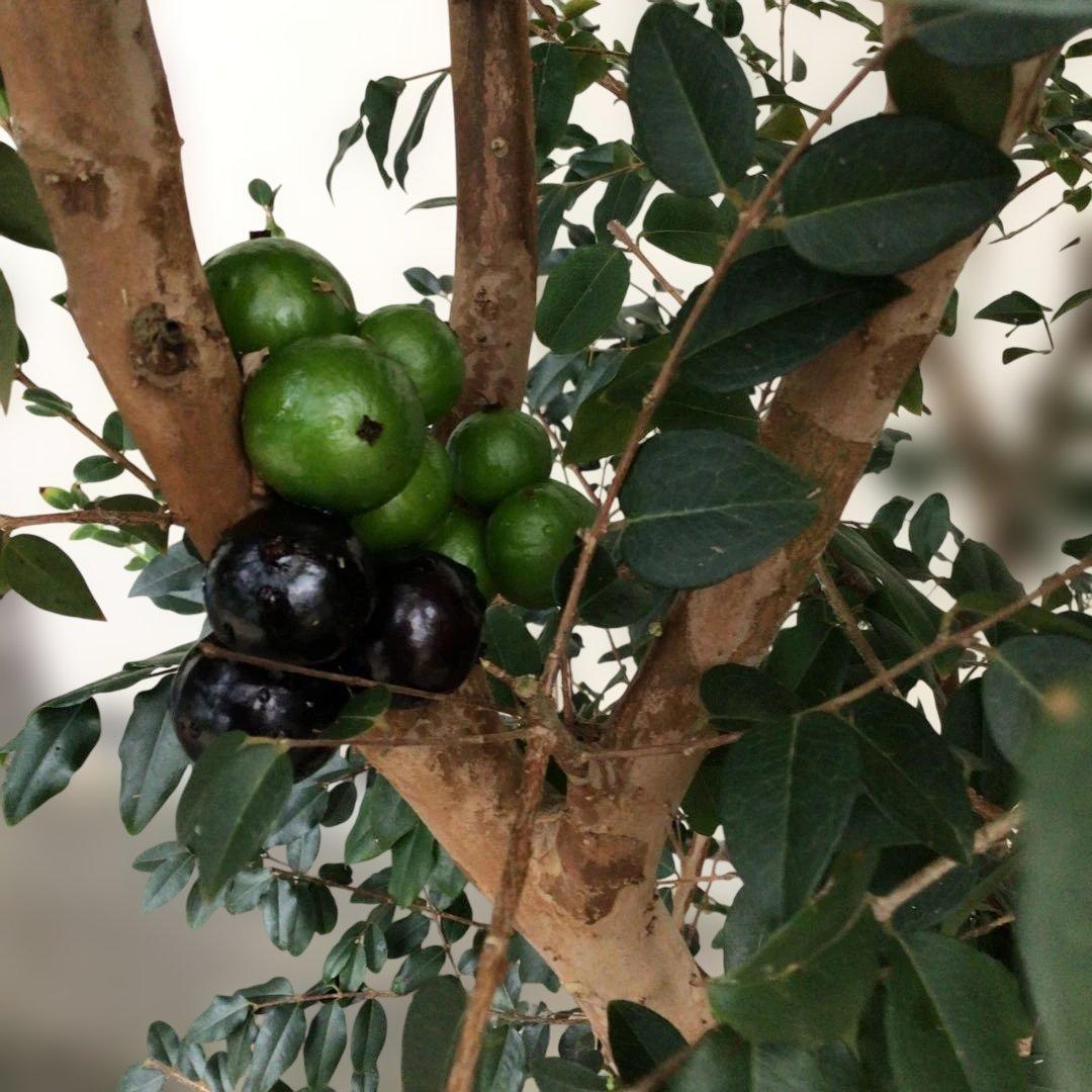 ジャボチカバ　中葉種　実付き