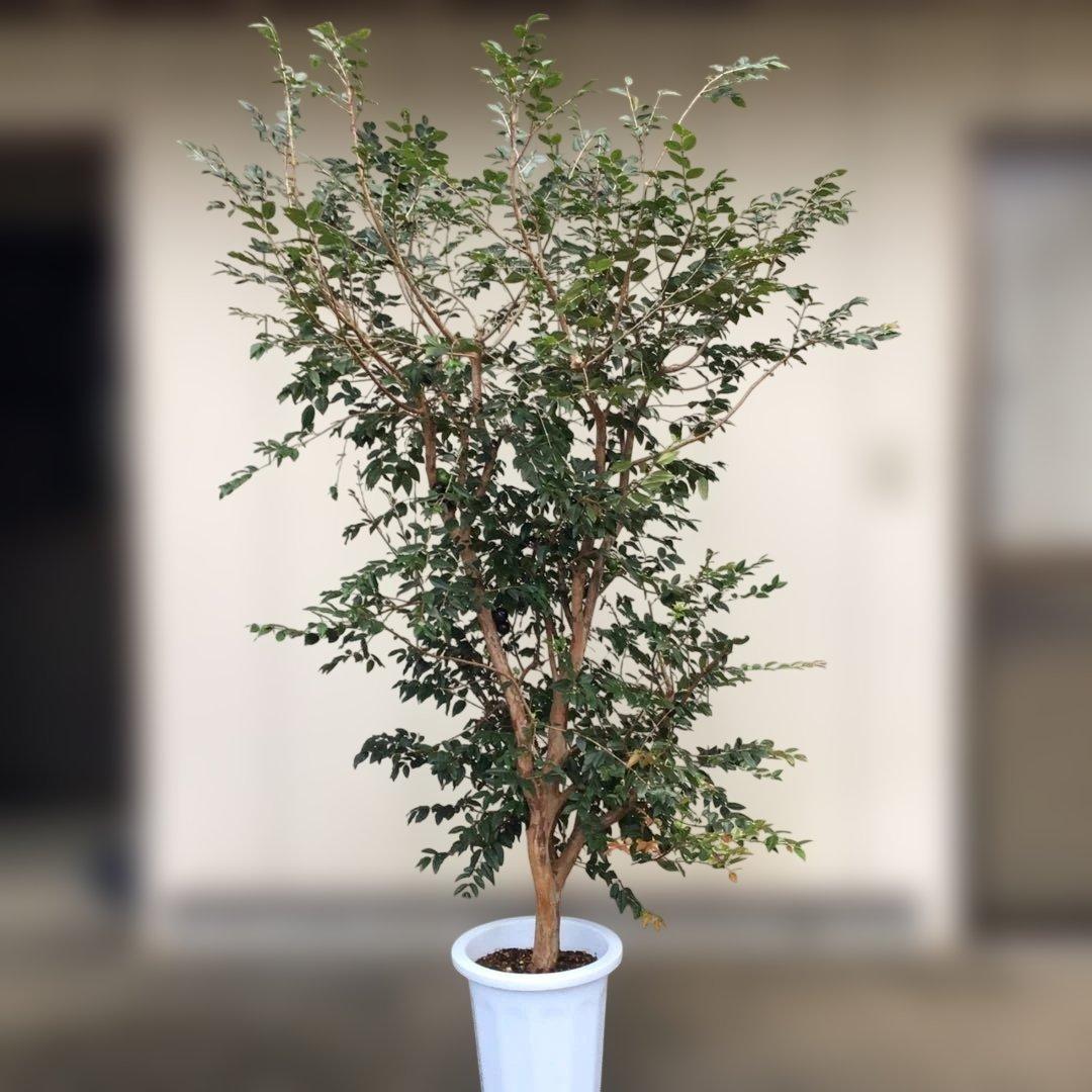 ジャボチカバ　中葉種　実付き