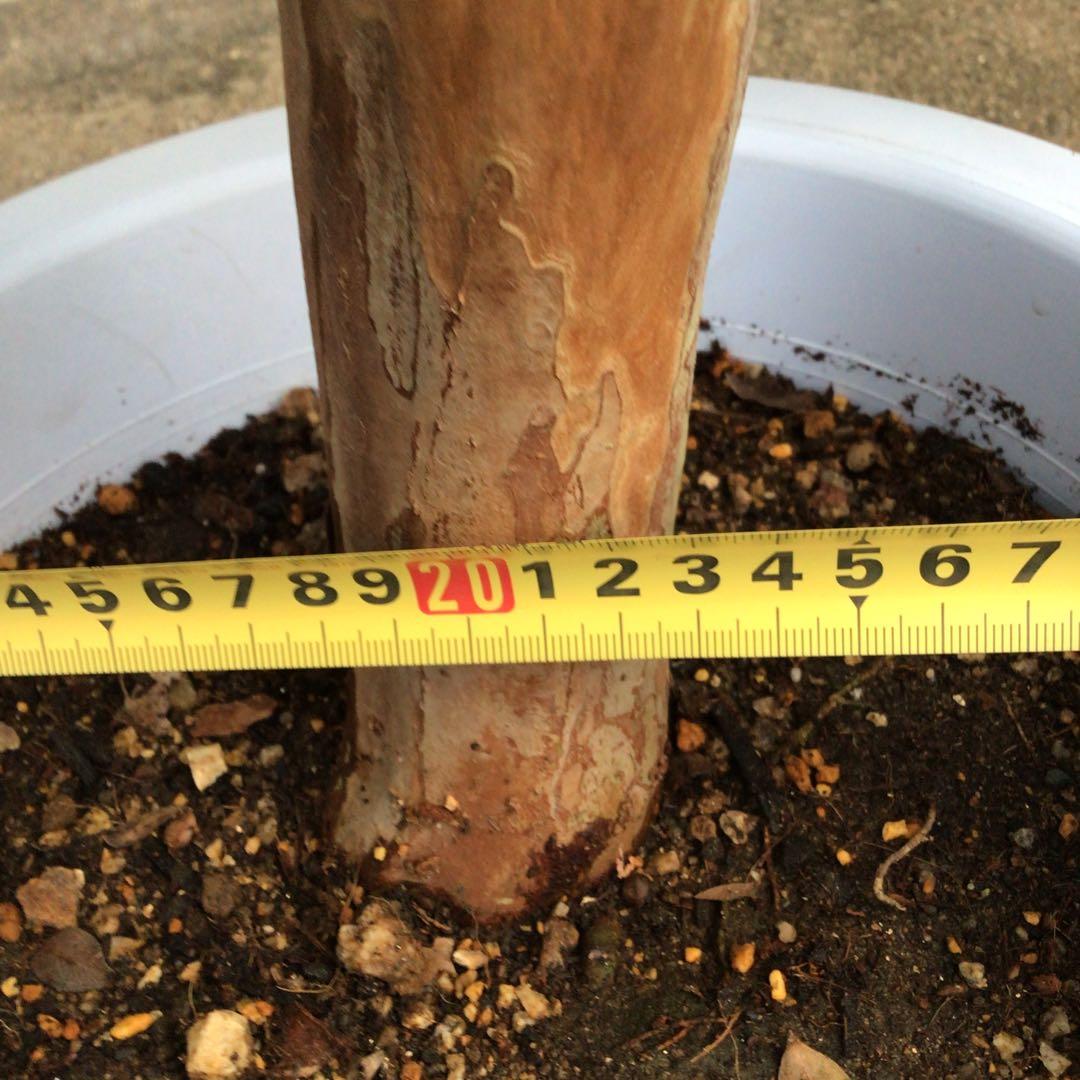 ジャボチカバ　中葉種　実付き