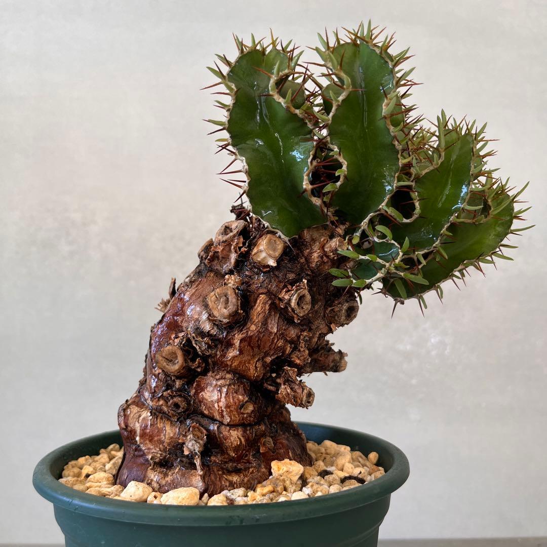 ユーフォルビア　ムランジーナ　現地球　Euphorbia mlanjeana