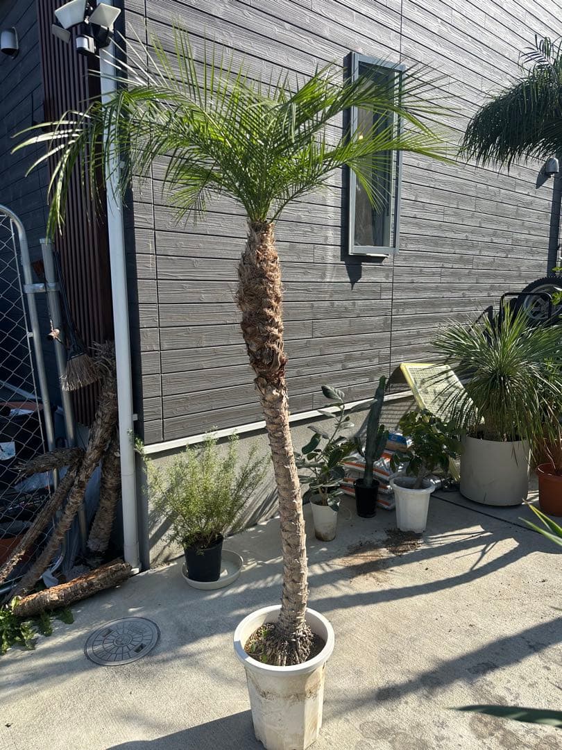 フェニックスロベレニー　2.2メートル引き取り限定