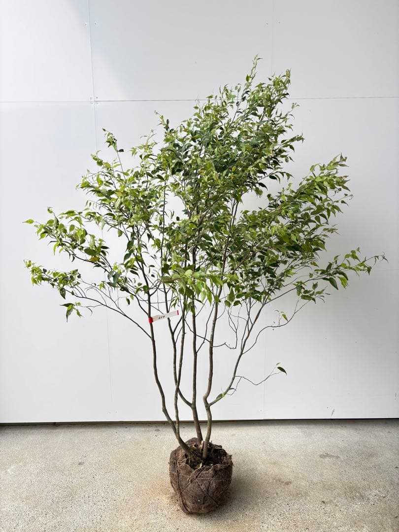 美しい樹形が魅力的 山採り ハイノキ 株立 634 樹高1.7m位 高級樹