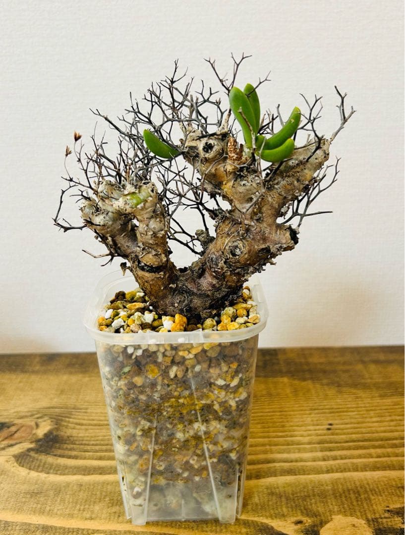 ★発根済★万物想　鉢付き・塊根植物