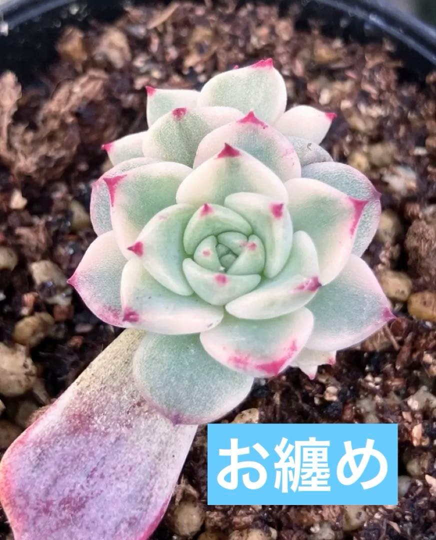 多肉植物　摘芯株　沙羅姫錦　抜き苗