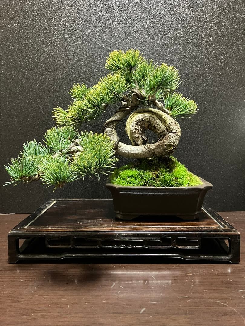 銀八房五葉松、宮島五葉松の捻転盆栽