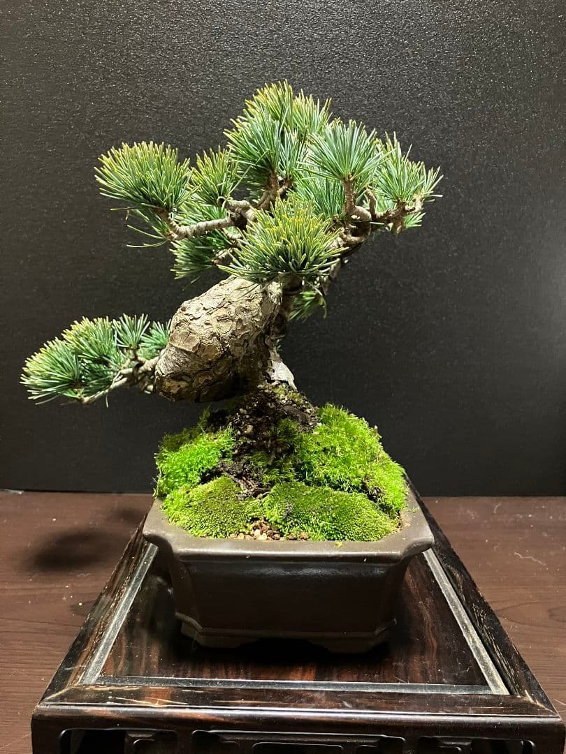 銀八房五葉松、宮島五葉松の捻転盆栽