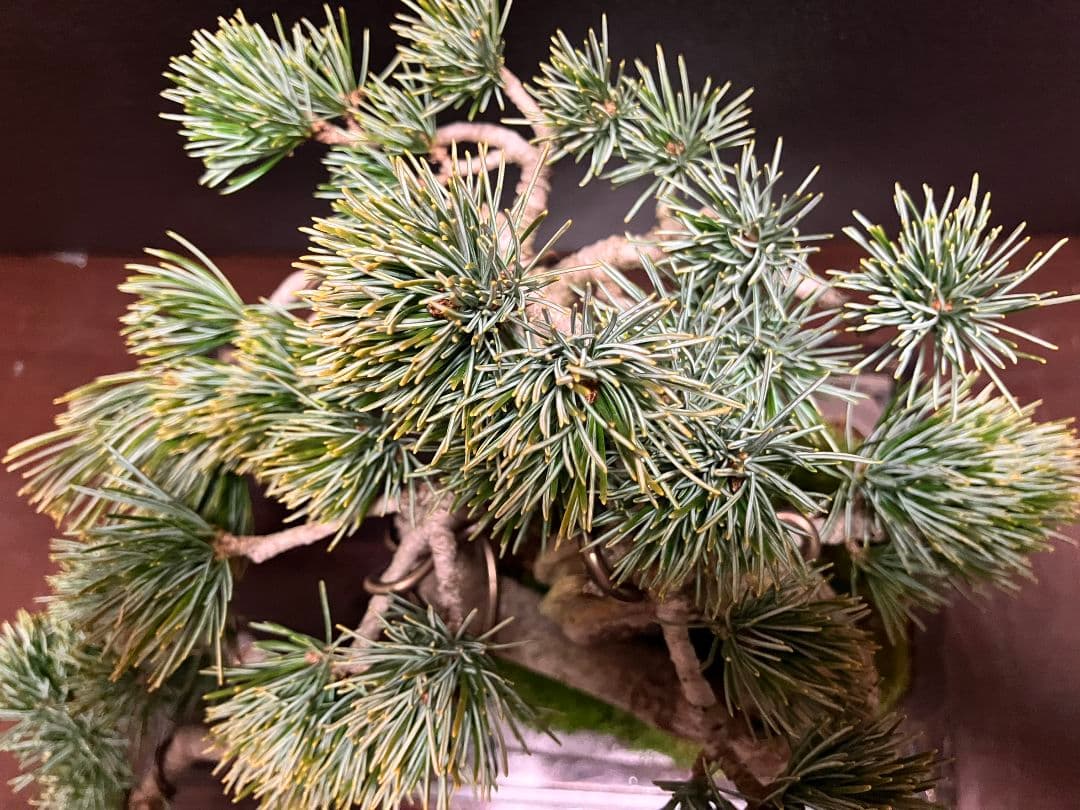 銀八房五葉松、宮島五葉松の捻転盆栽