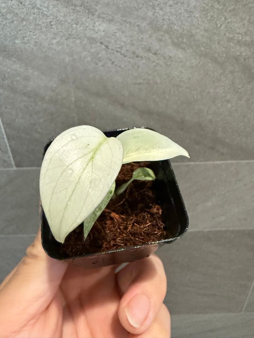 モンステラデリシオーサ フルミント