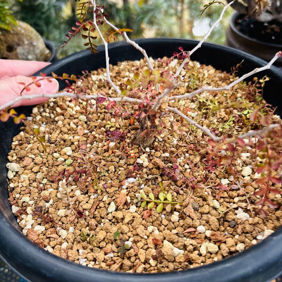 短期間限定超特価！ 超希少 斑入り オペルクリカリア パキプス 根挿し株 発芽済