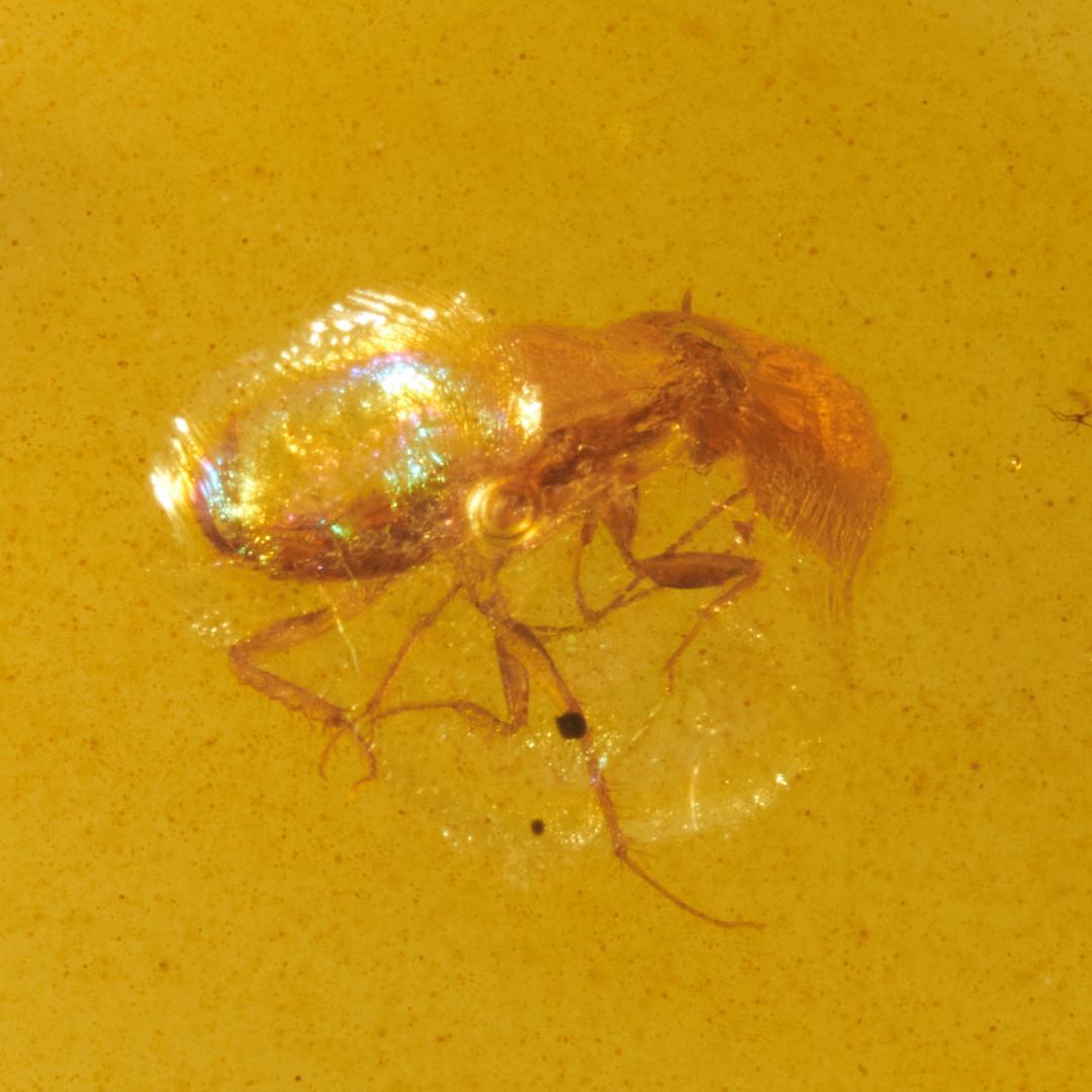 レア極上品 PA0095虫入り琥珀化石　ミャンマーカムティかタナイ9900万年前