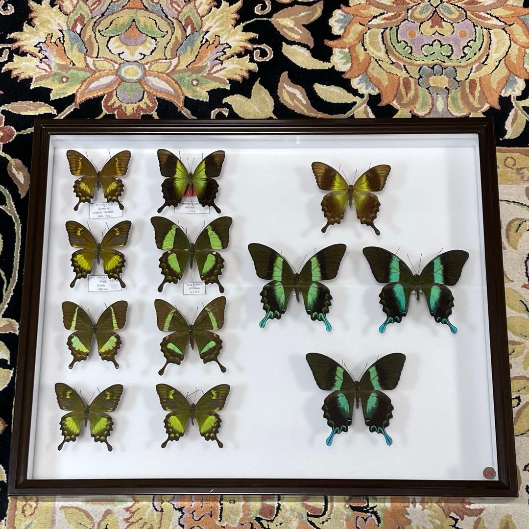 美しいアゲハ蝶標本、ドイツ箱売り