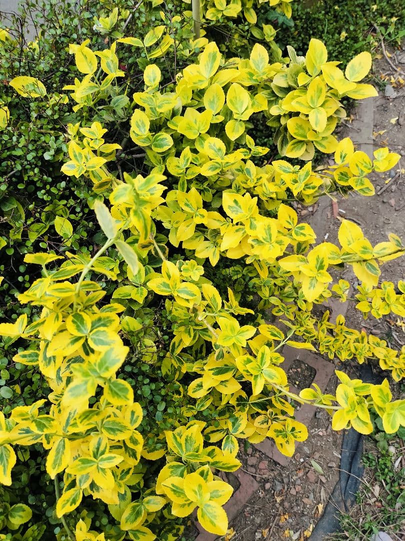 斑入り　ツルマサキ　3ポットセット　ヤマト便コンパクトボックス発送